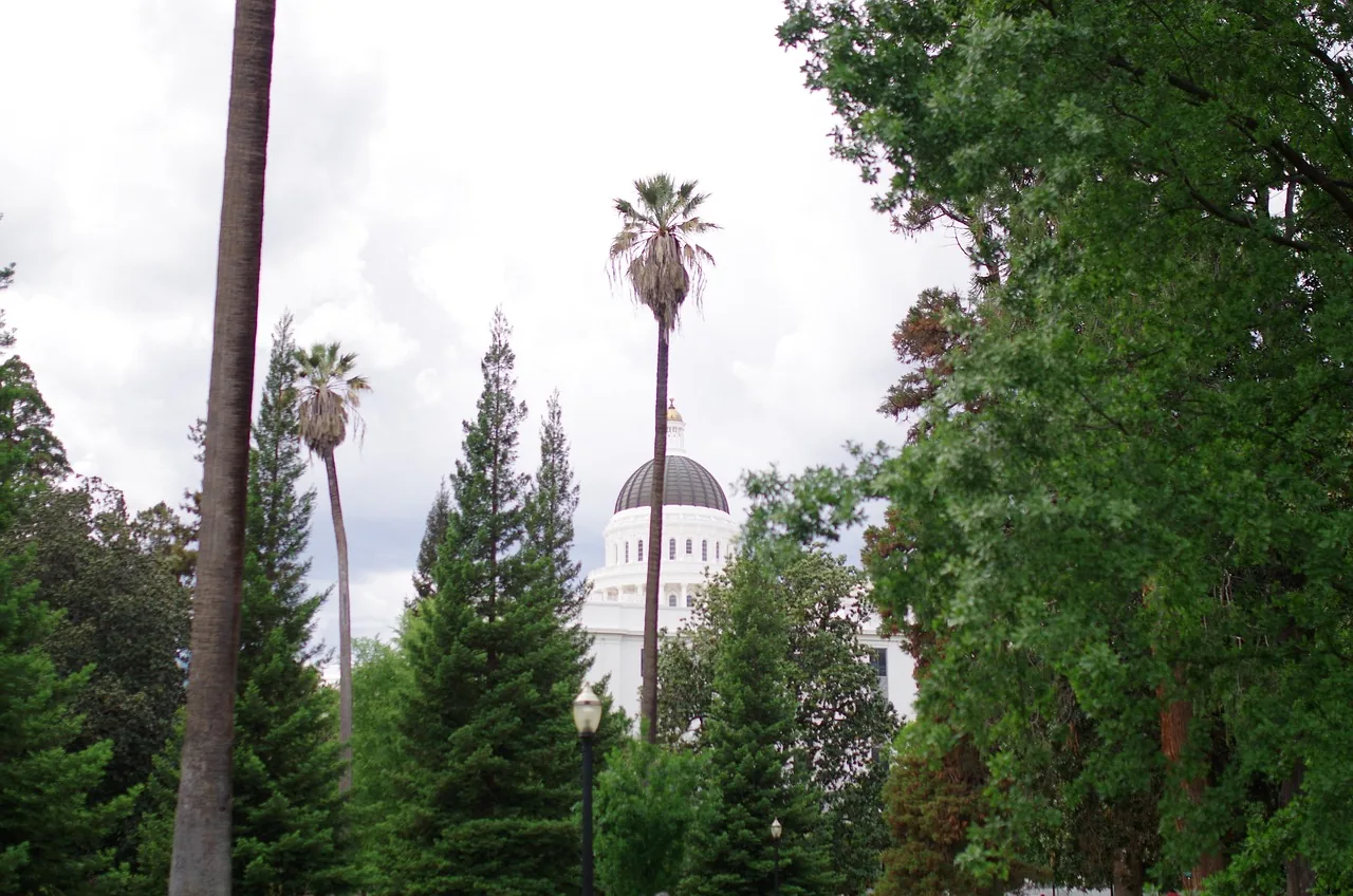 The dome of the California State Capitol rising above tall palms and evergreen trees in Sacramento